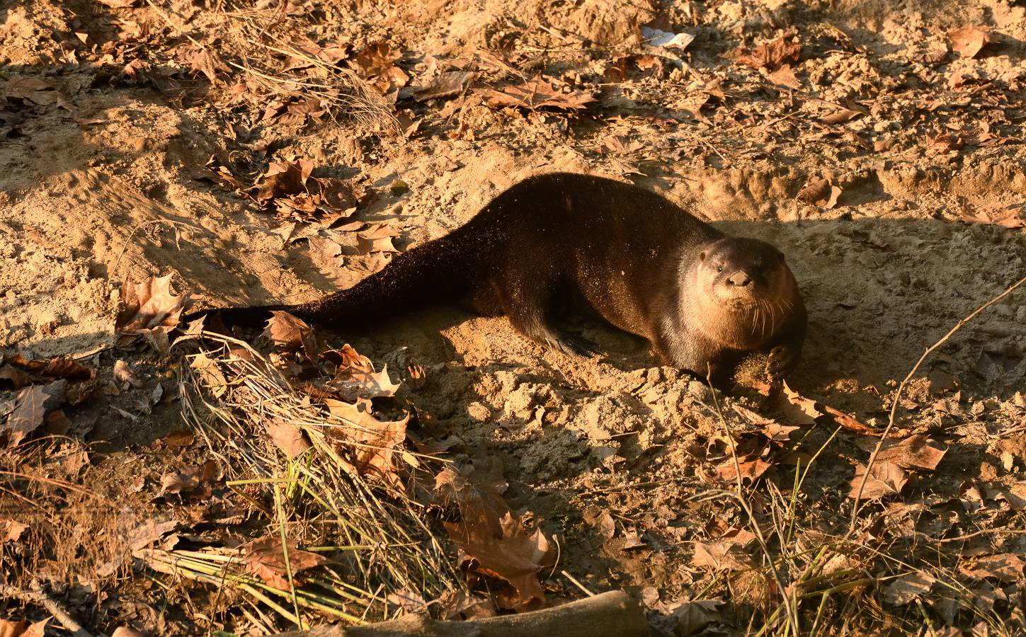 Lontra canadensis lataxina [400 mm, 1/640 sec at f / 7.1, ISO 1600]